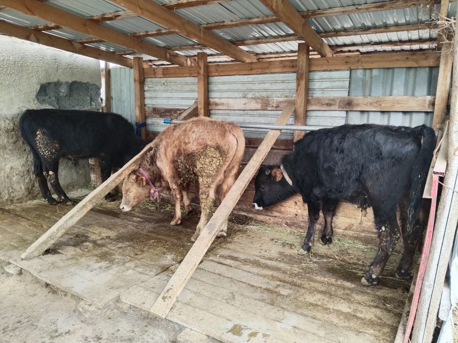 Бычки 1 .2 с возрастом