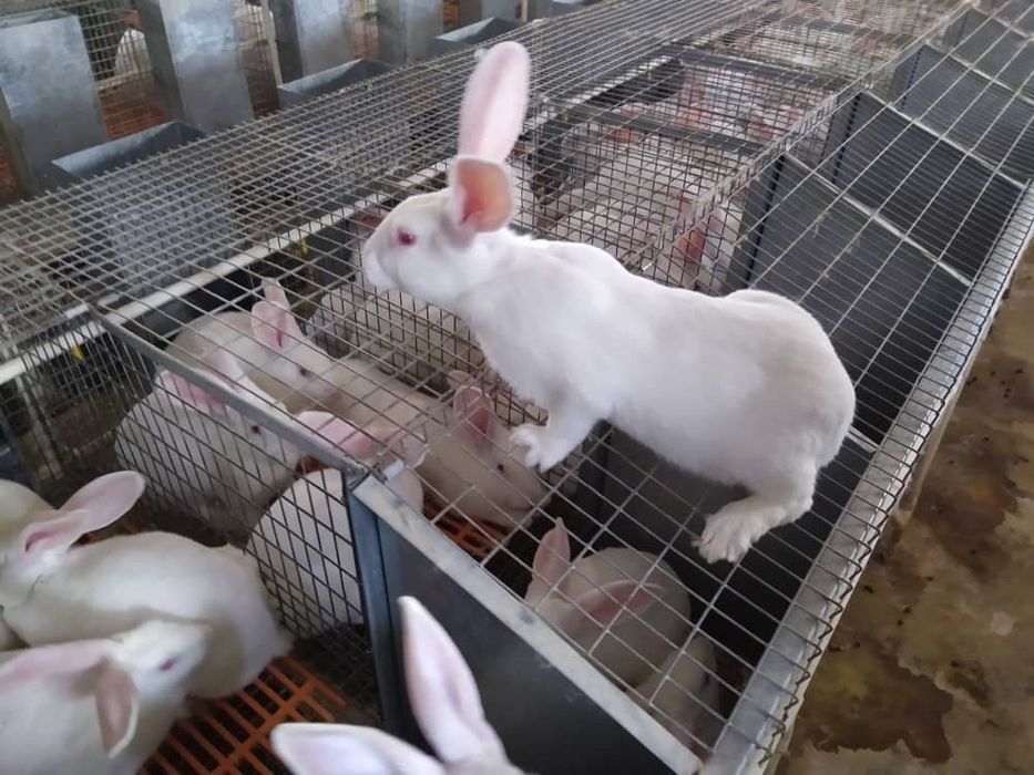 Продаются клетки