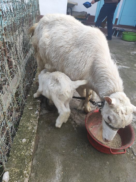 Занен (Заанен) ешкі сатылады