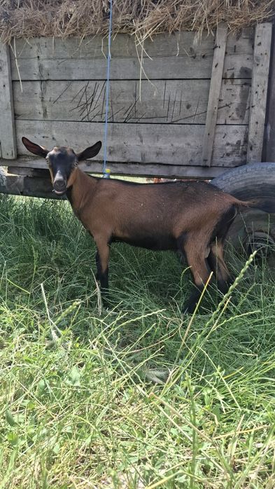 Vând țăpișorii alpin francez