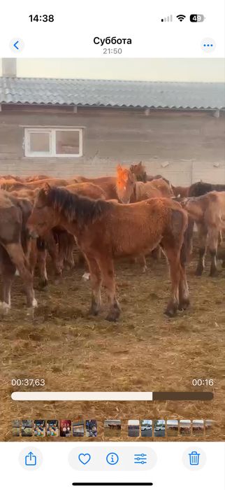 Продам байталы и тайчиков.