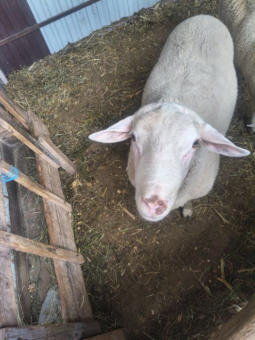 Vand berbec texel
