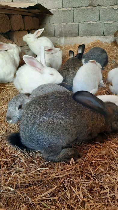 Куён купайтириб даромад килинг. Уйингизда пархез гушт бу Куён булсин.