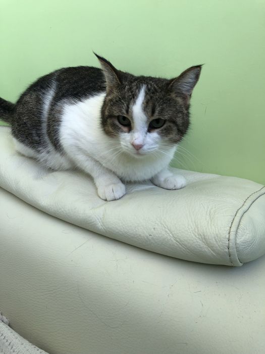 Любимые животные