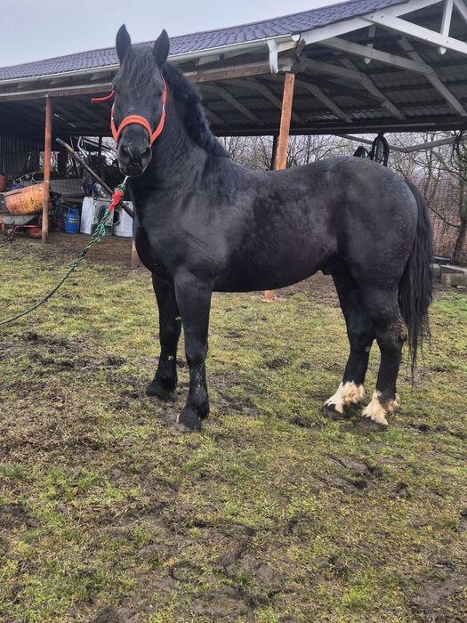 Armăsar de vânzare Englez de 6 ani 180 la grabăn foarte cuminte