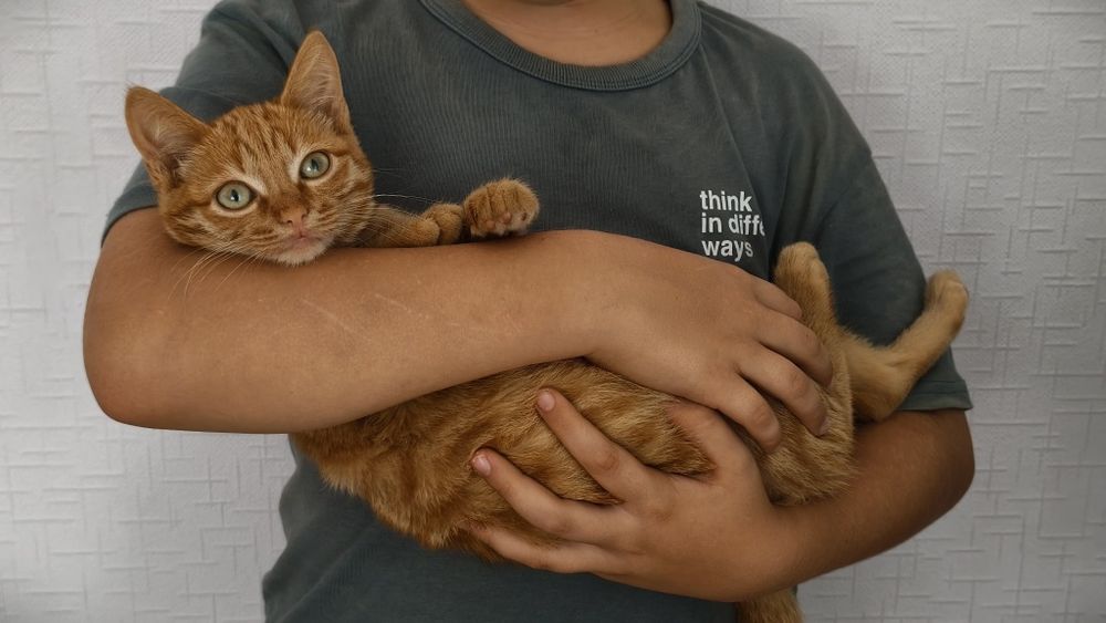 Рыжий котёнок девочка
