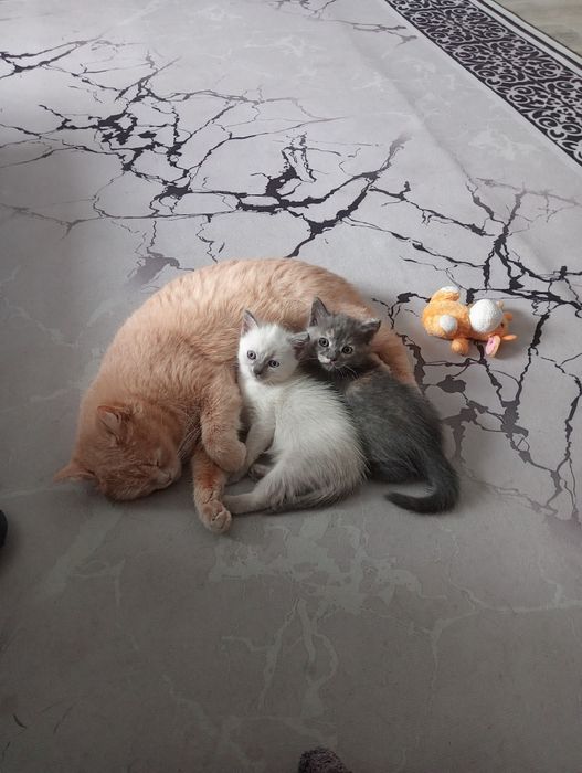 Отдам котят в добрые руки