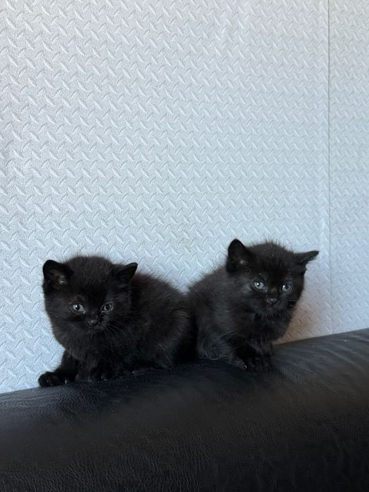 Очарователни котенца търсят добри стопани