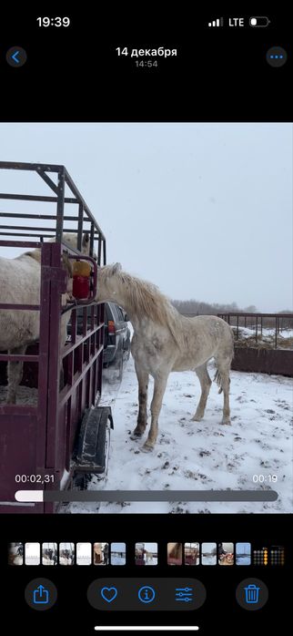 Жеребец,Айгыр или обмен предлогайте