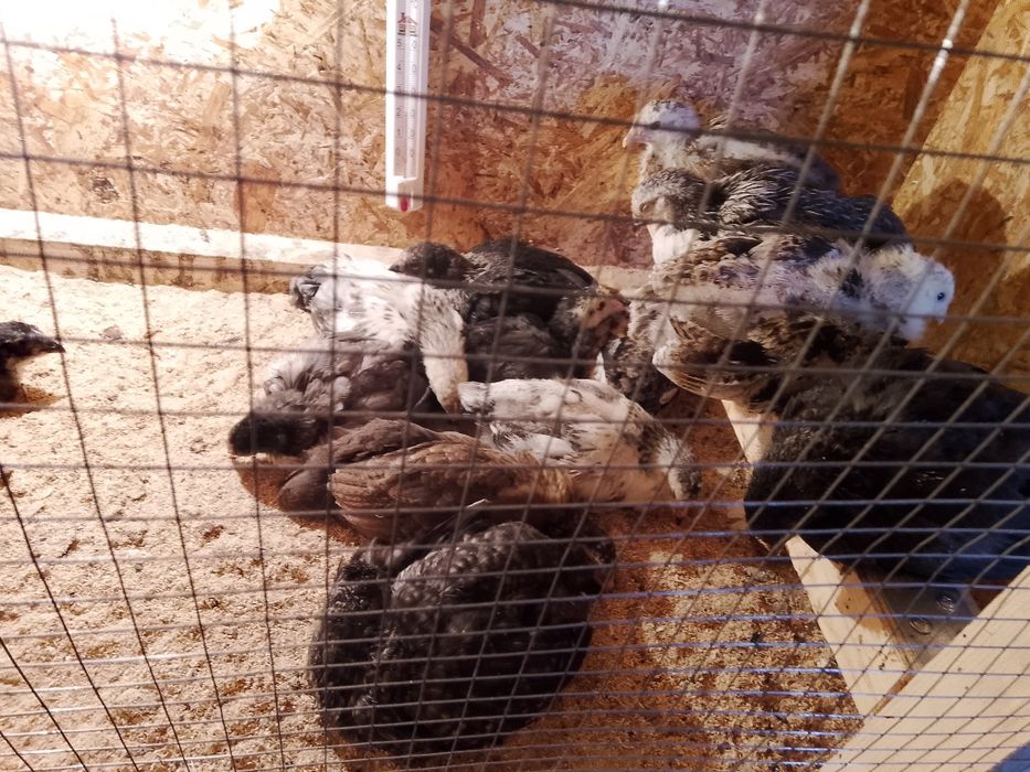 Продам домашних курей