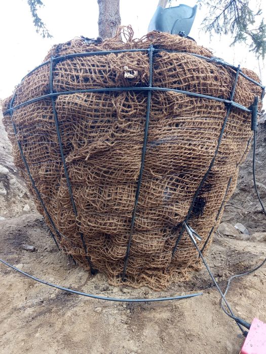 Пересадка посадка крупномеров