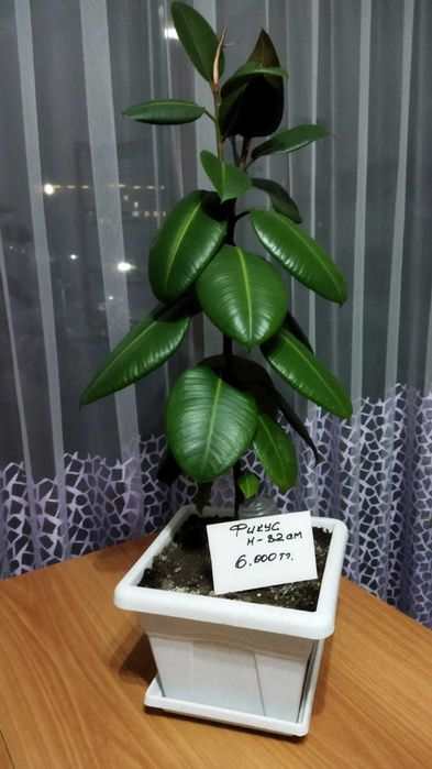 Продам комнатные цветы