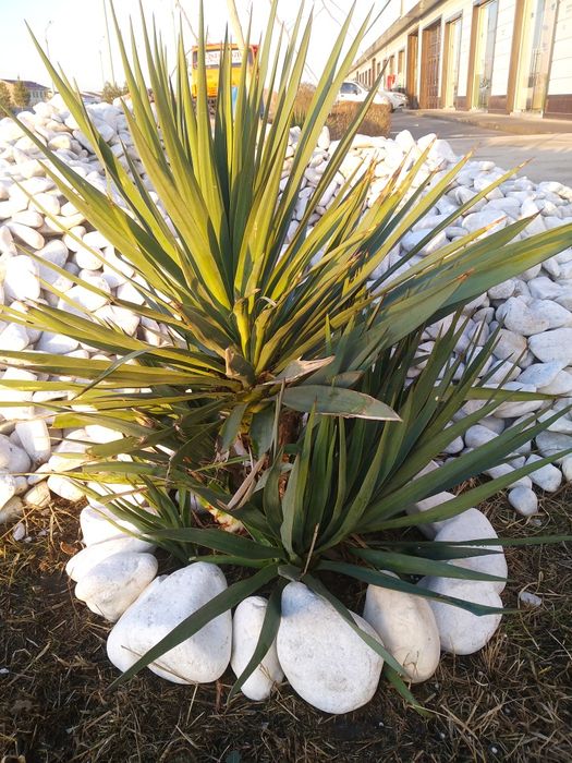 Натурални декоративни галка