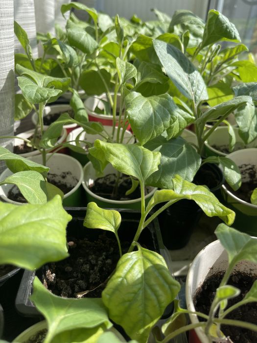 Рассада баклажан