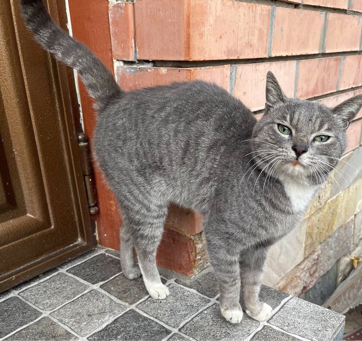 Найден кот, 100% домашний, ищем хозяев