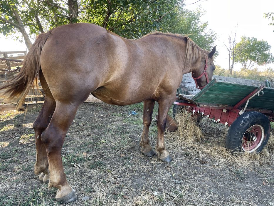 Iapa 4ani talie mare aproximativ 900-1000kg