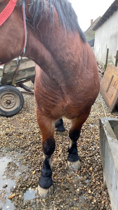 Manz si manza de vanzare