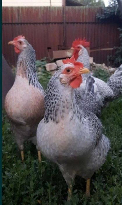 Барковский зотли товукларни жужалари