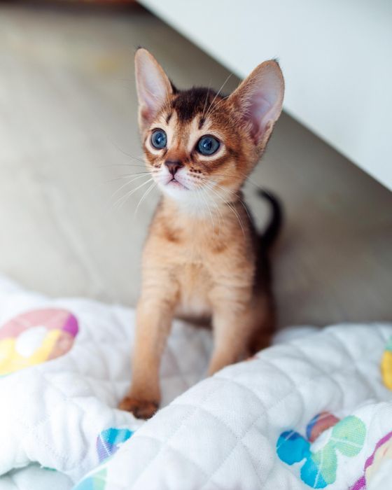 Абиссинские котята