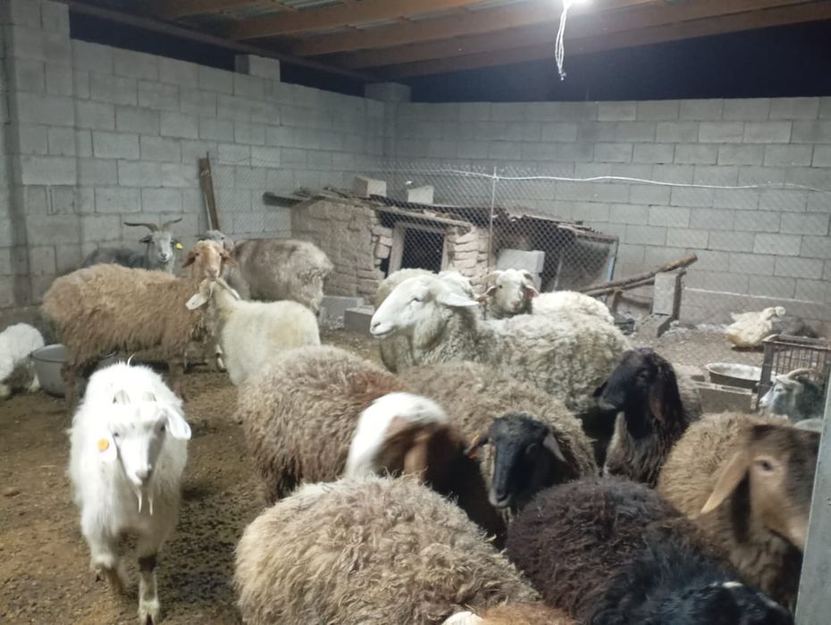 Продам баранов жирных