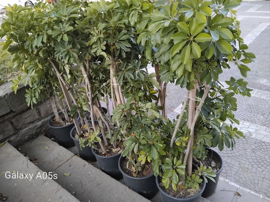 Продавам Шефлера / Schefflera 10 годишна, 170 см. височина, 10 броя