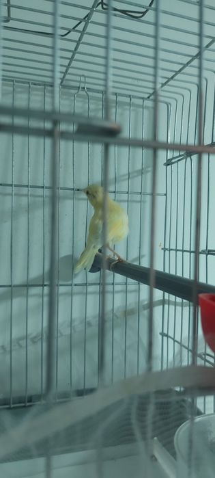 Канарейка продаётся