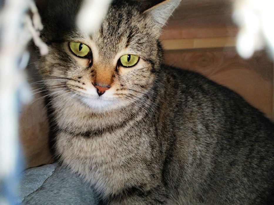 Кошечка в добрые руки