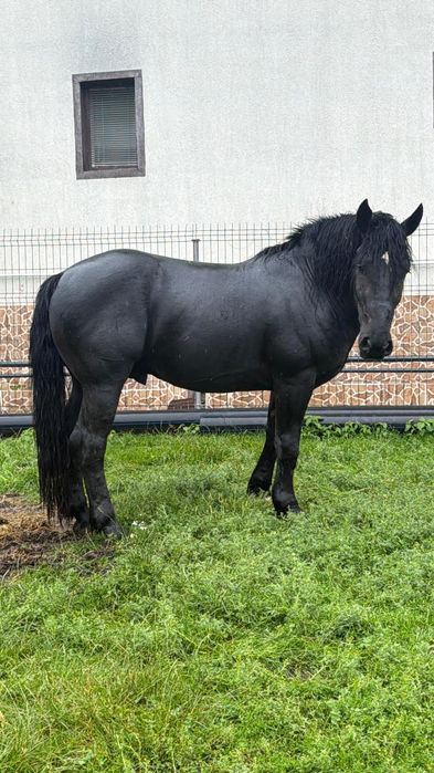 Armasar negru in  varsta de 2 ani