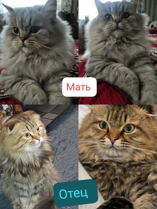 Продам срочно котят