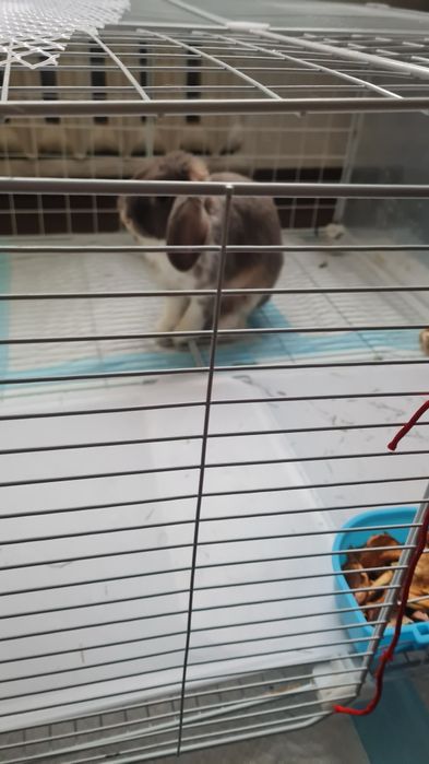 Кролик декоративный