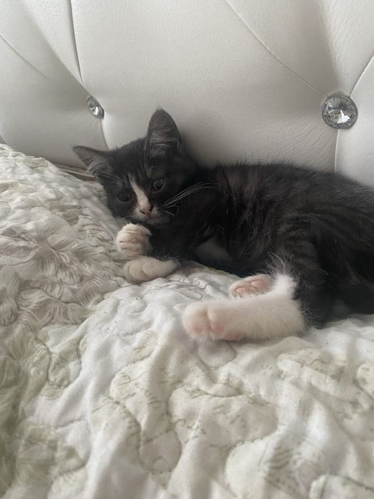 Отдам кошечку Хильду