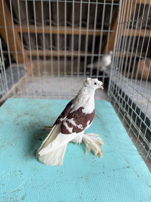 De vânzare porobei preoți saxoni mascul