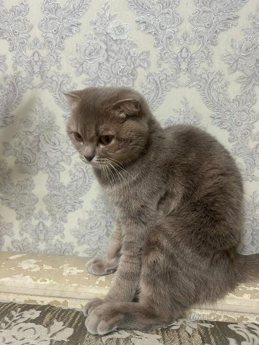 Отдам  кошку в хорошые добрые руки