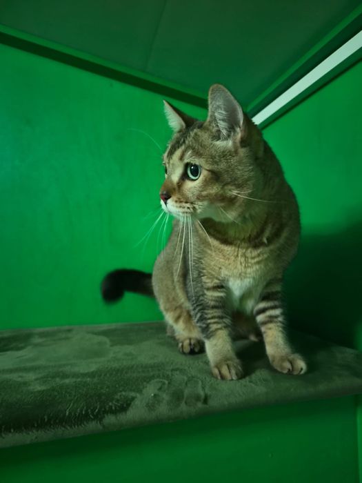 Абиссинский котик в добрые руки