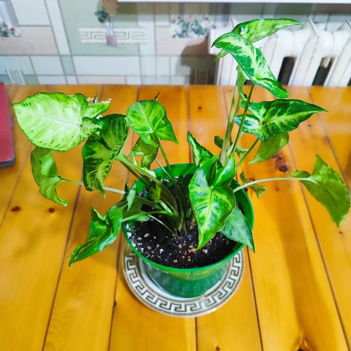 Сингогиум комнатное растение