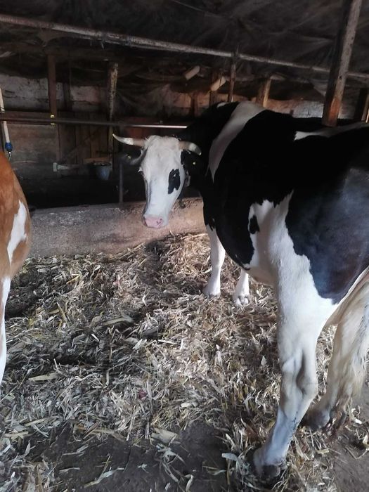 Vând 2 vaci de lapte și 2 vitei ințărcați
