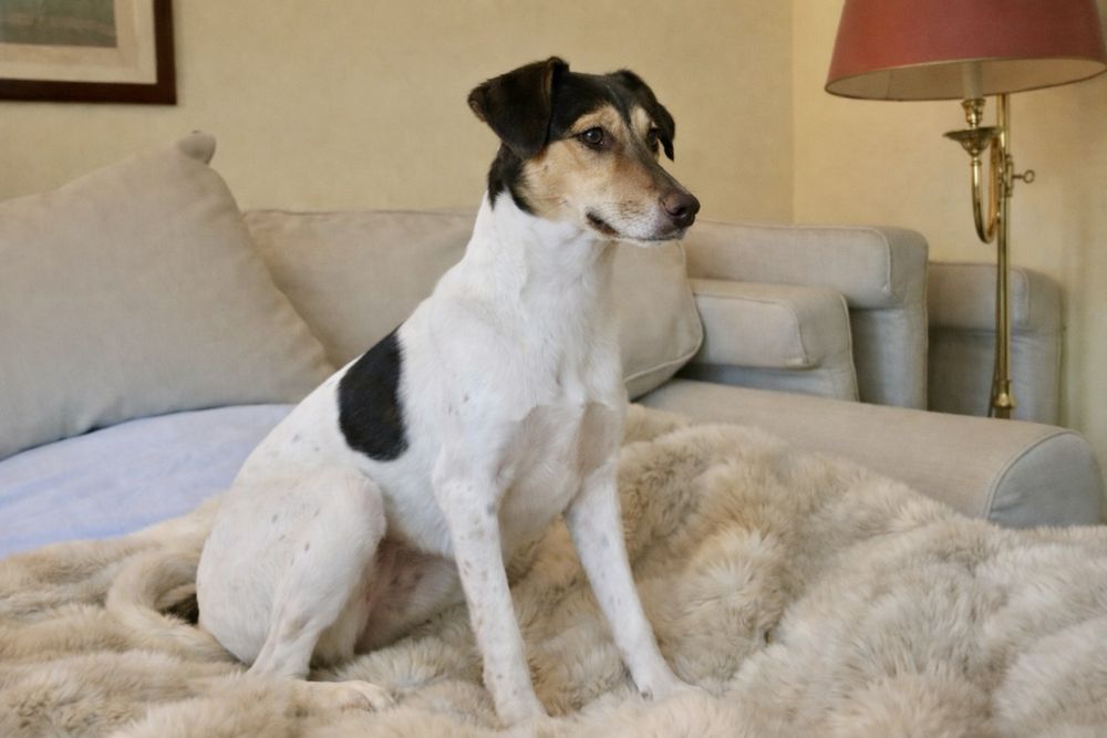 Собака Боня — идеальная небольшая девочка