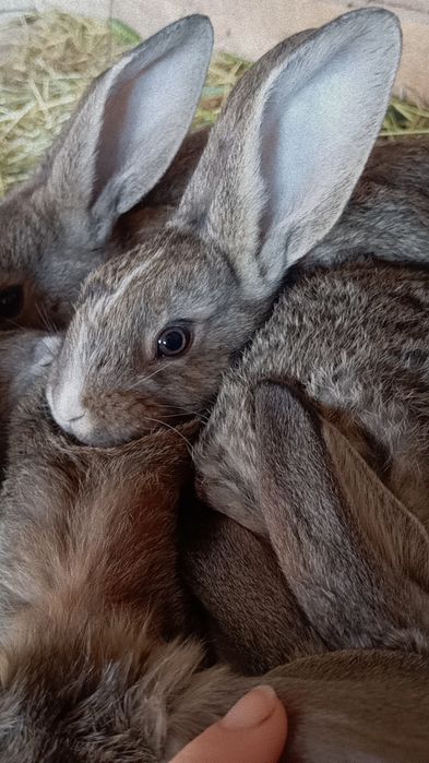Quyonchalar berib yuboriladi