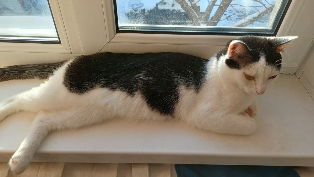 Отдам котёнка в добрые руки