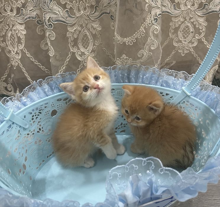 Продам милых котят