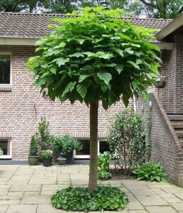 Саженцы Катальпы Дерево счастья