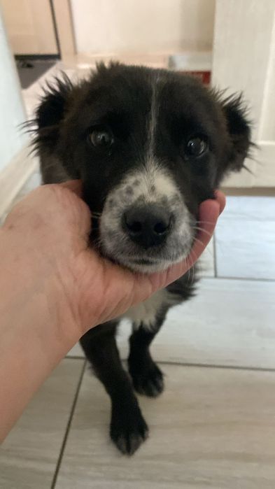 Дарю красивого щенка