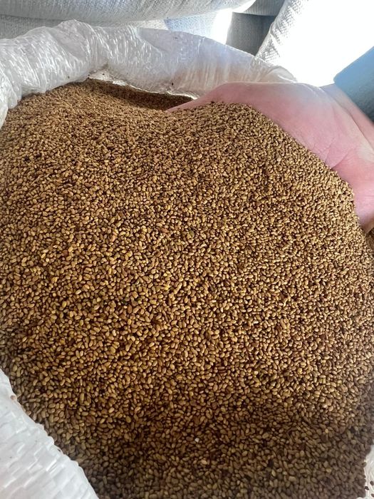 Vând semințe lucernă