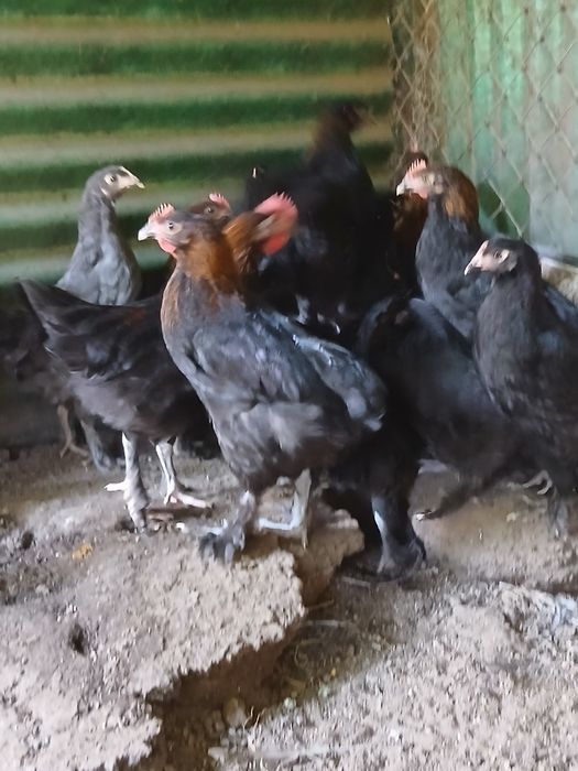 Pui Tineret, pita pinta asturiana, marans
