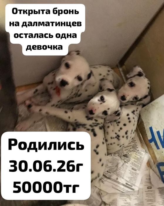 Открыта бронь на щенков далматинец