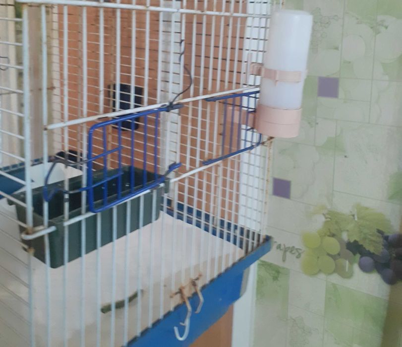 Волнистый попугай с клеткой