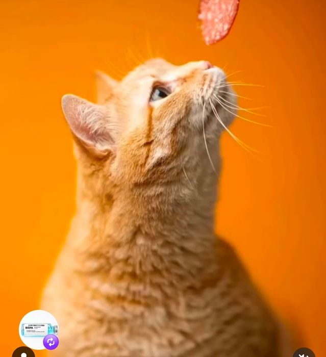 Срочно нужен дом!