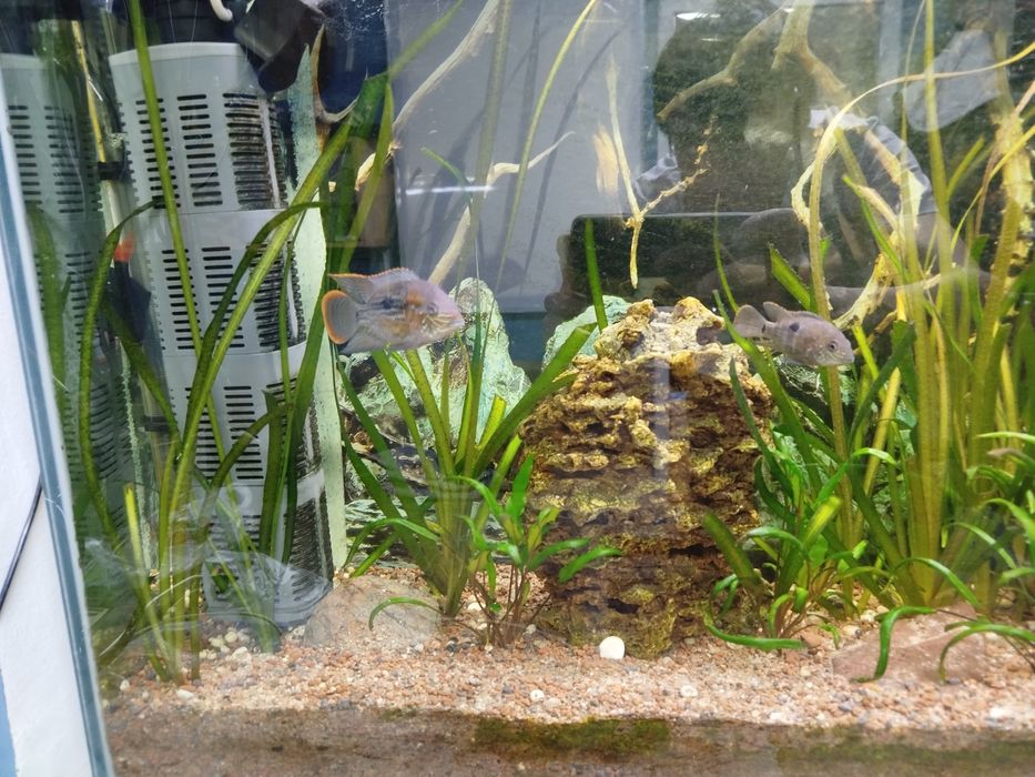 Акары бирюзовые 7-8 см