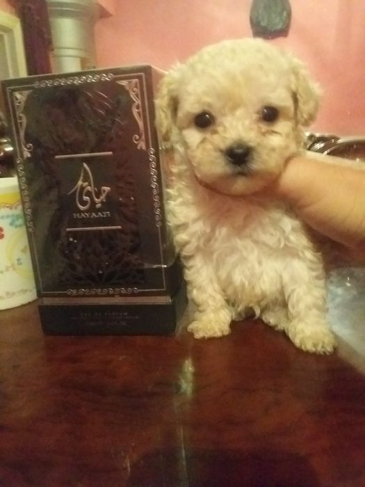 Продаётся той пудел