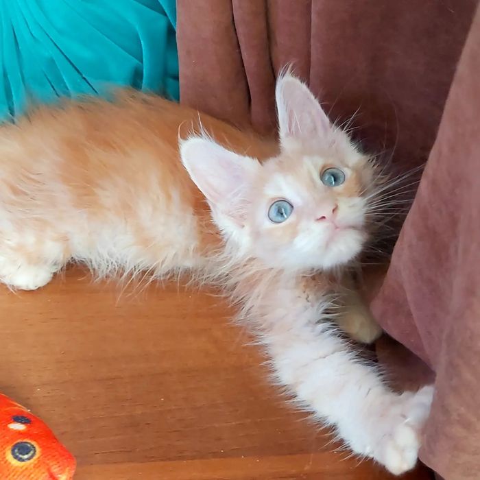 Шикарные КУНЫ - Котята Мейн !